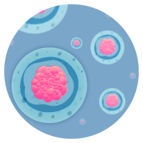 Imagen representativa de de esferoides para el estudio de inmunomodulación | imágenes similares a las células color azul con núcleo rosado